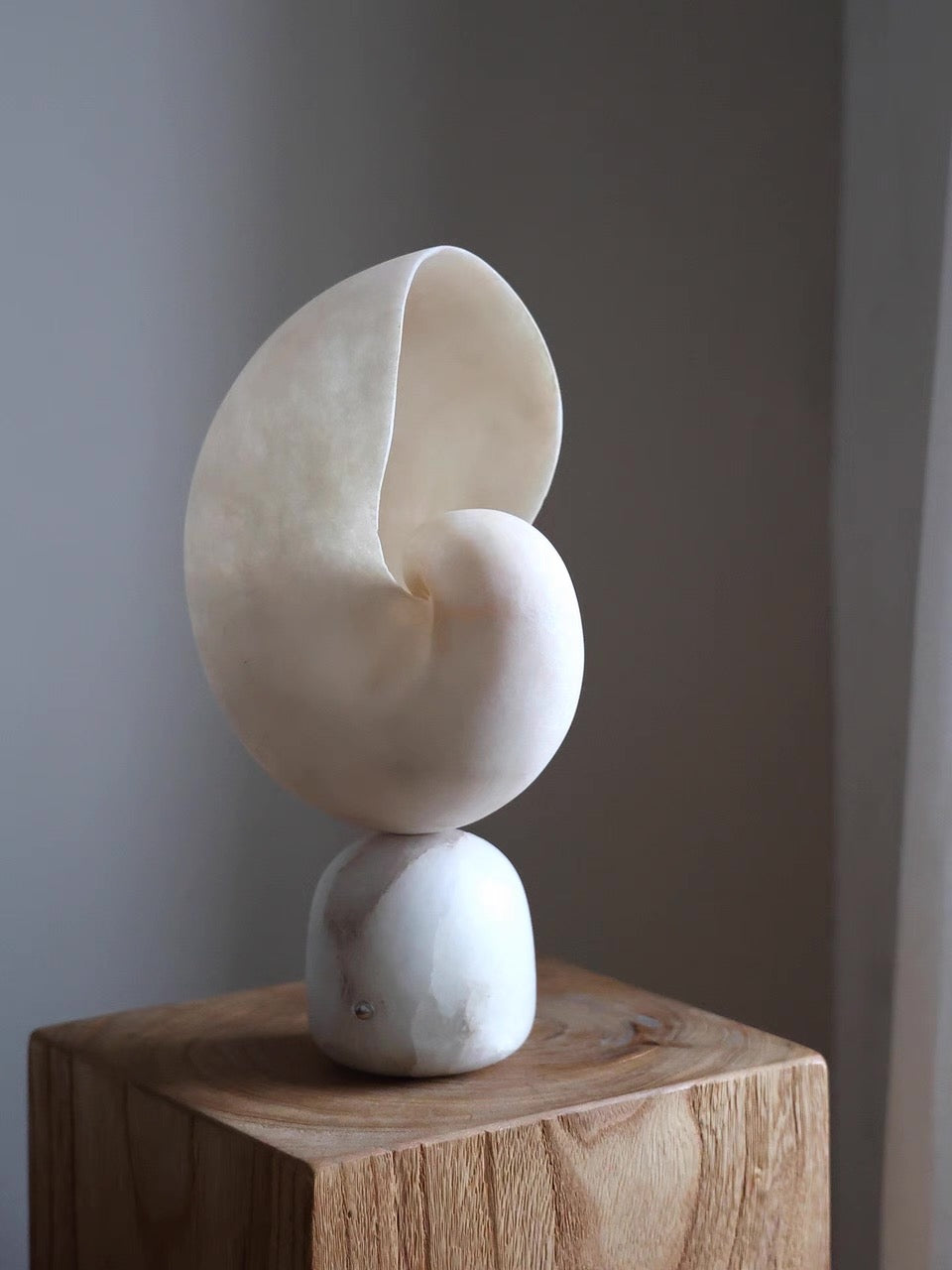 Volans, in a room